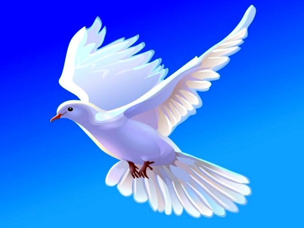 Collection Wallpaper HD Dove Flying For PC Computer Free Download
