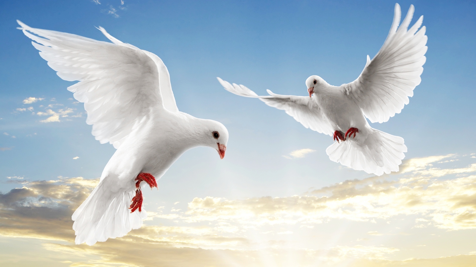 Dove HD Wallpapers