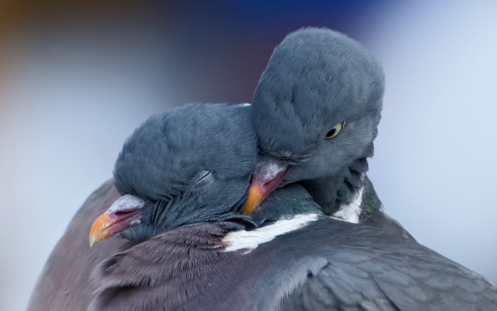Doves Spring Love Birds a Pair