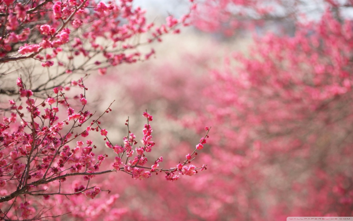 Download Sakura Flower Wallpaper