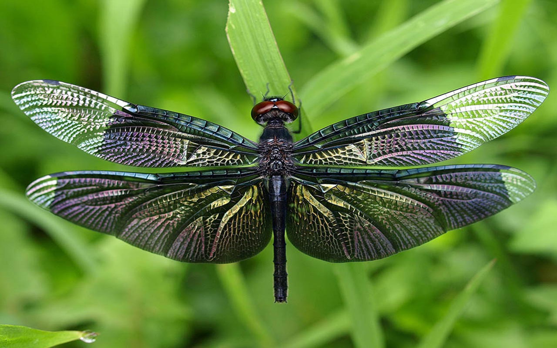 DOWNLOAD: dragonfly dark insect wallpapers free picture 2560 x 1600