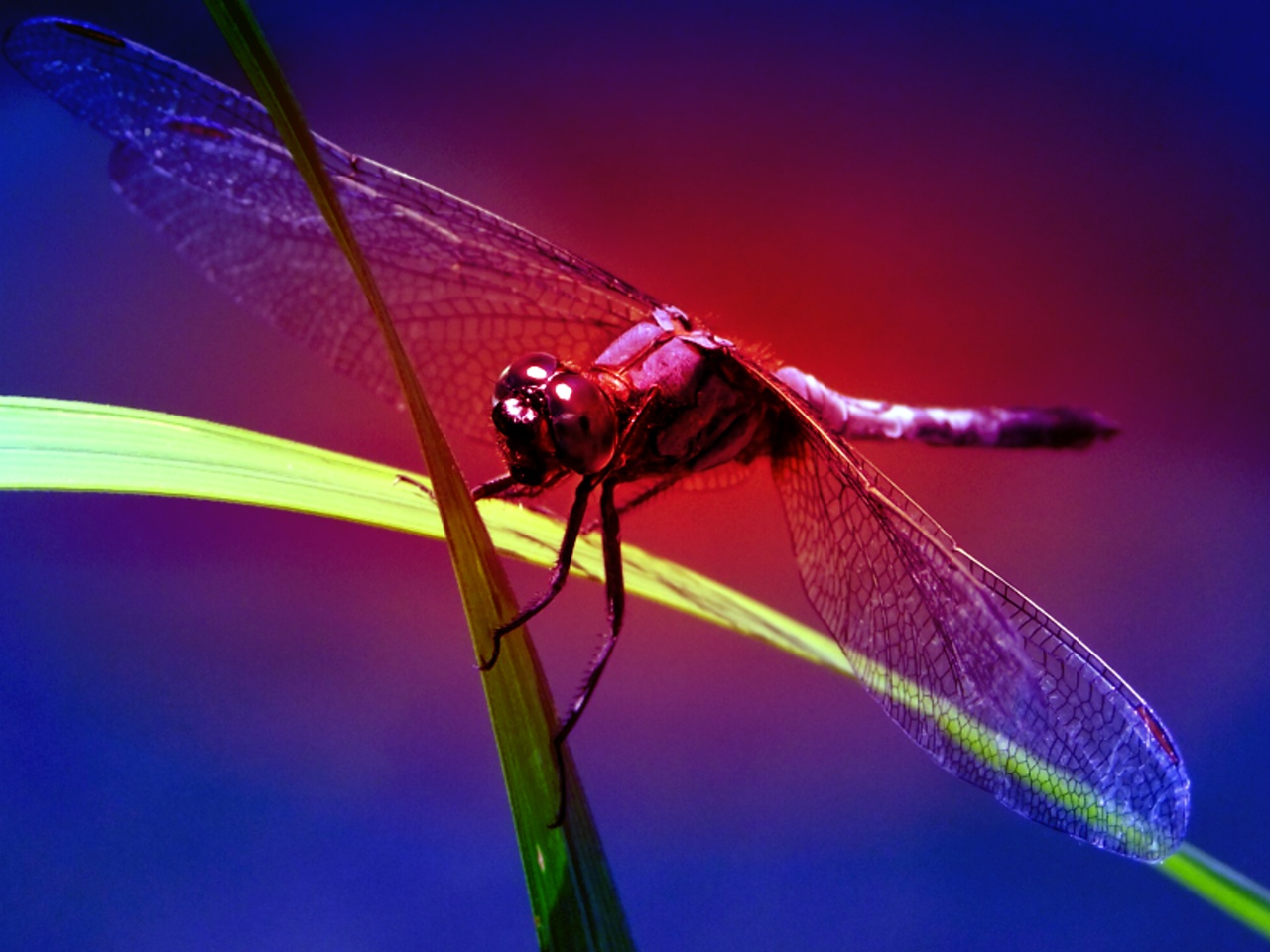 Red Dasher Dragonfly wallpaper