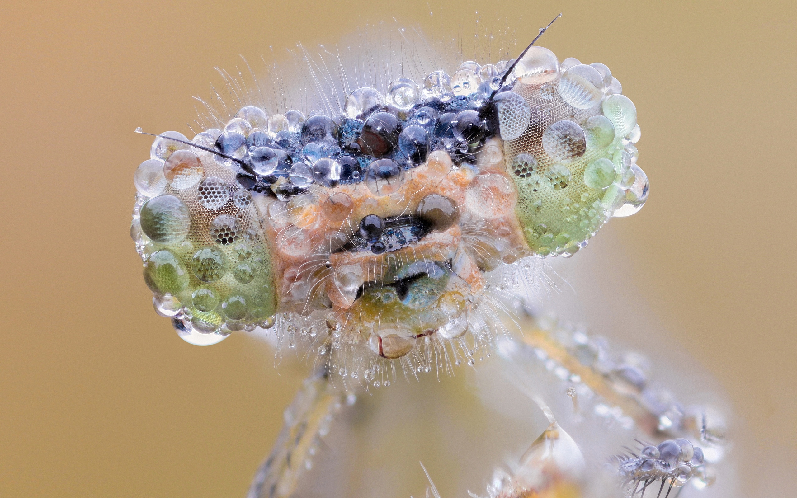 Drenched Dragonfly