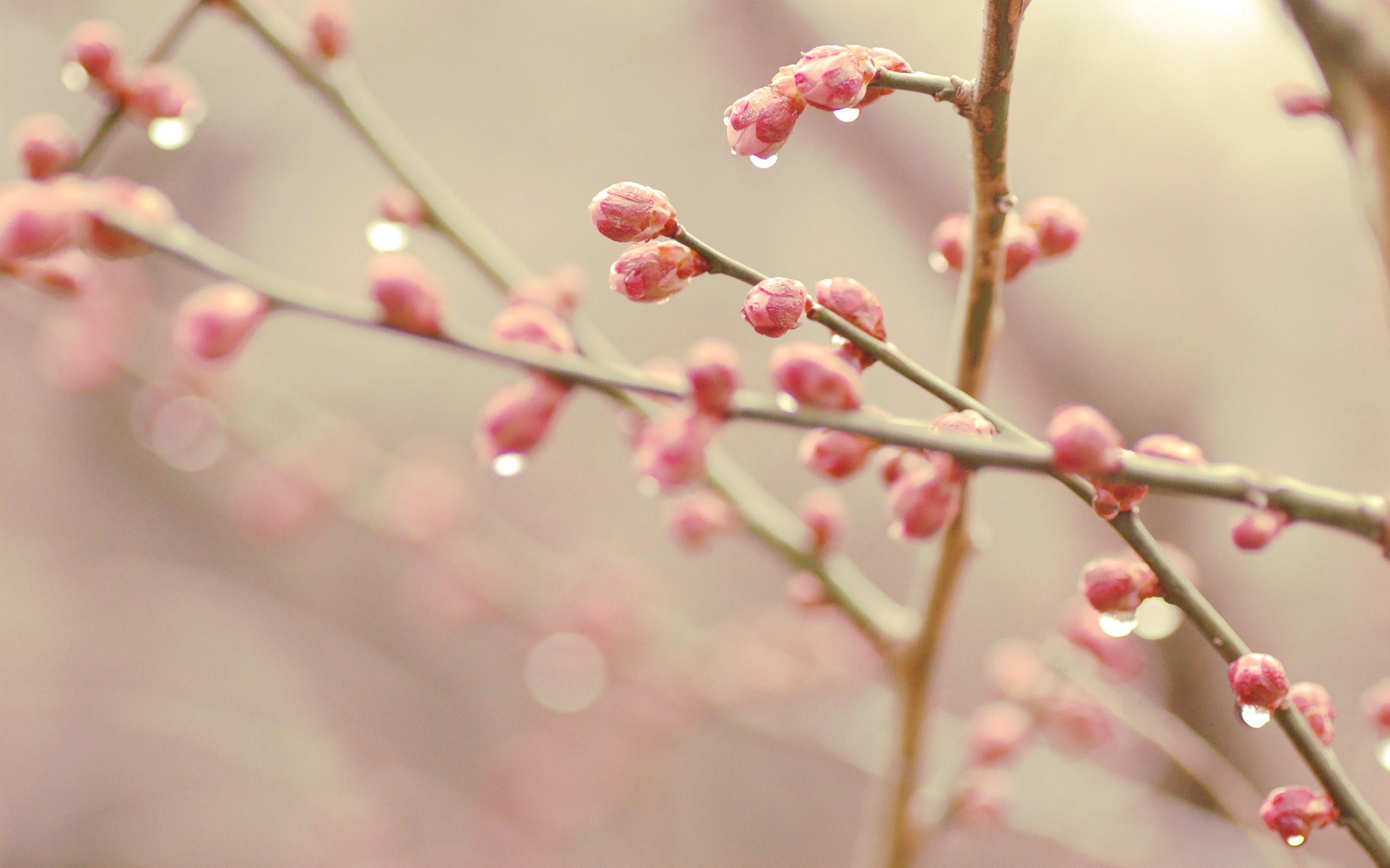 Drops Branches Flowers Spring Nature wallpaper | 2560x1600 | #22803