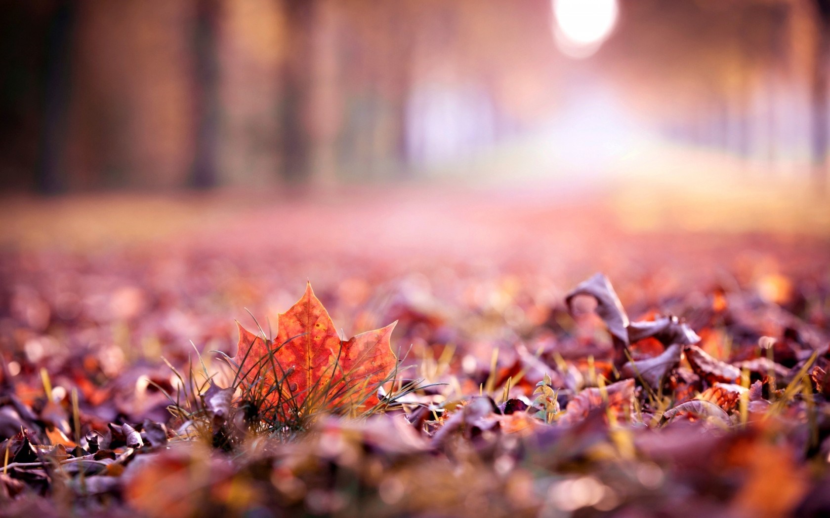 Dry Leaves Autumn Nature Photo Macro
