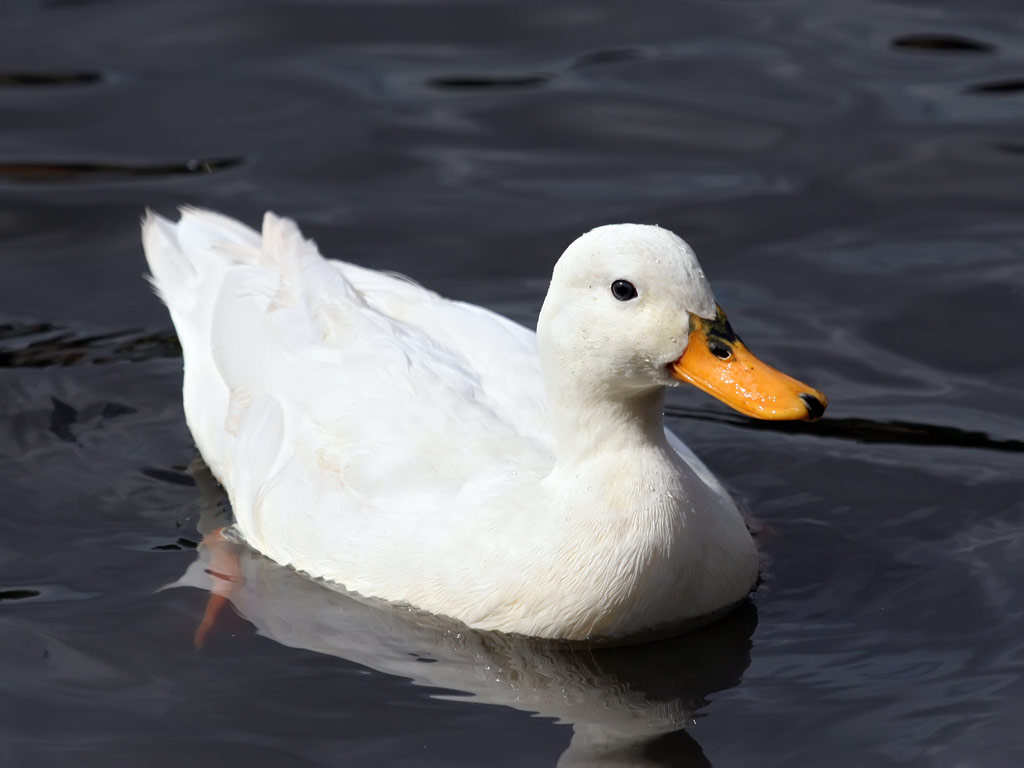 This bird is not a duck, as it is a goose