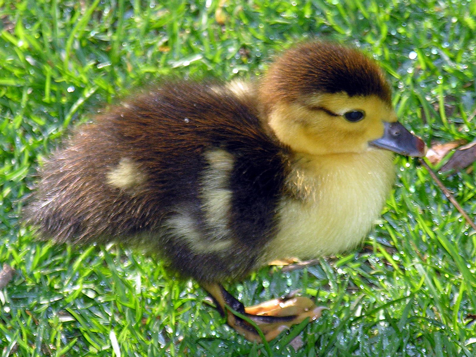 A Muscovy duck duckling.