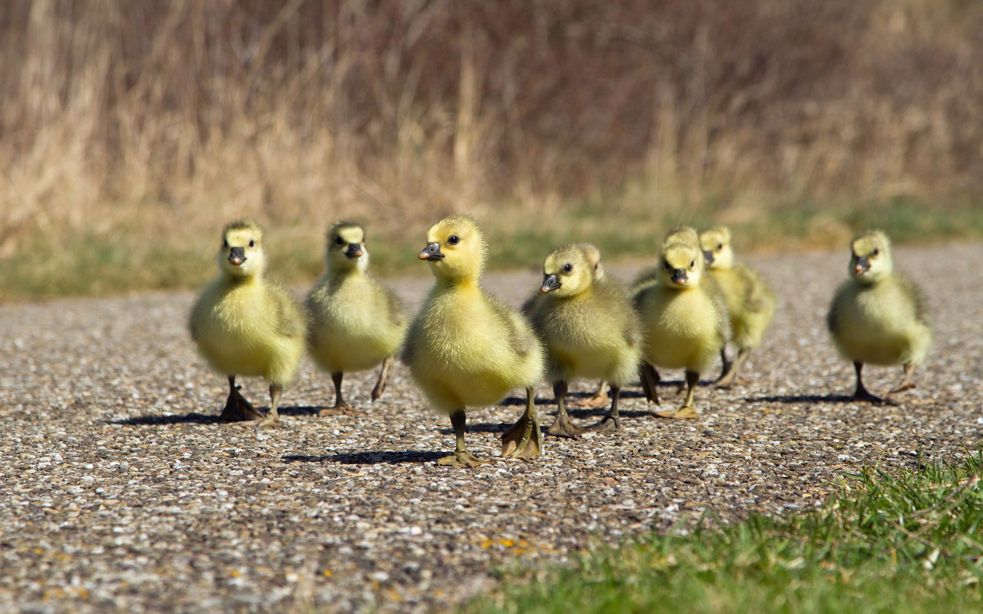 Duckling march