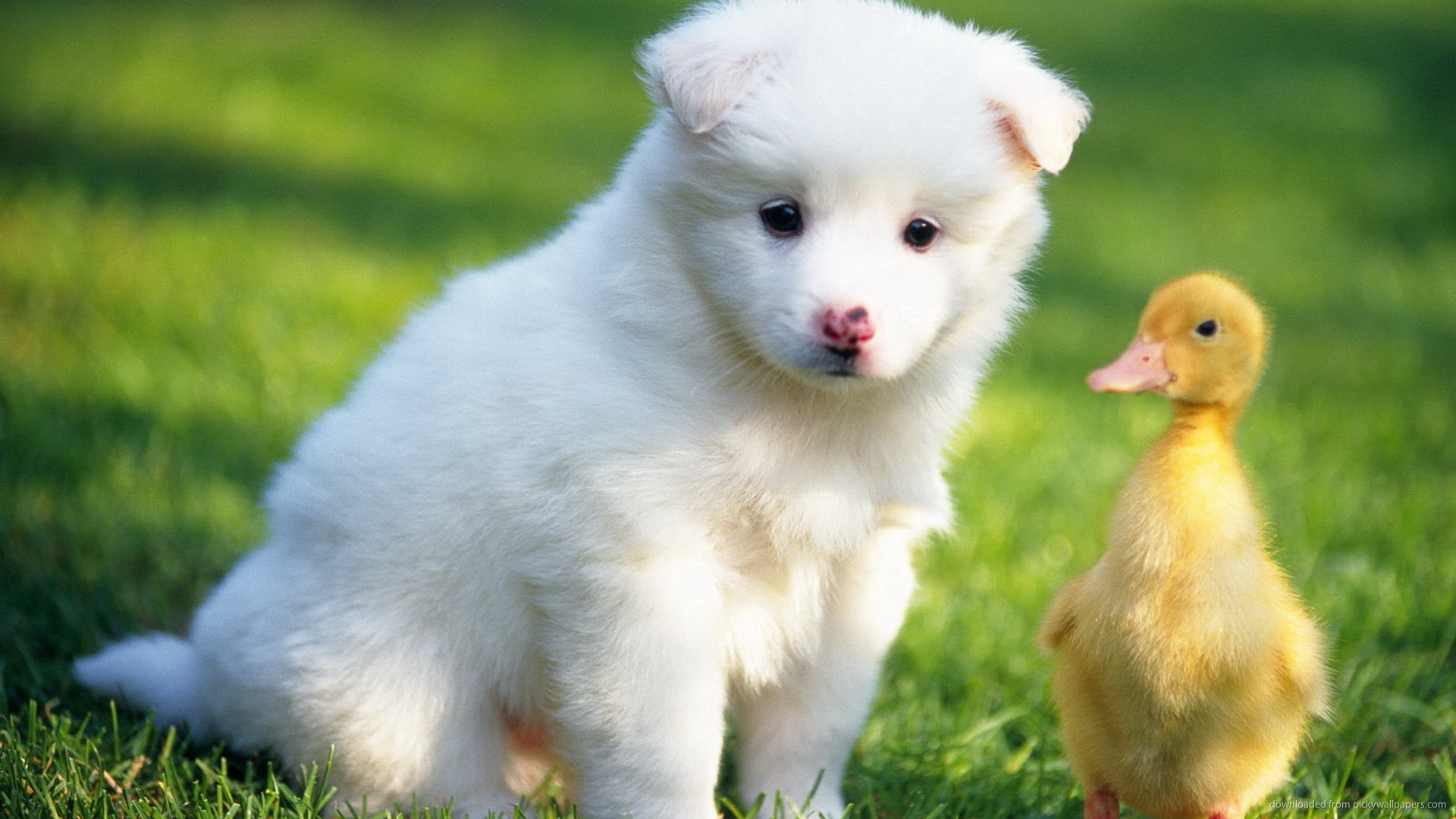 ... Puppy and a duckling for 1920x1080