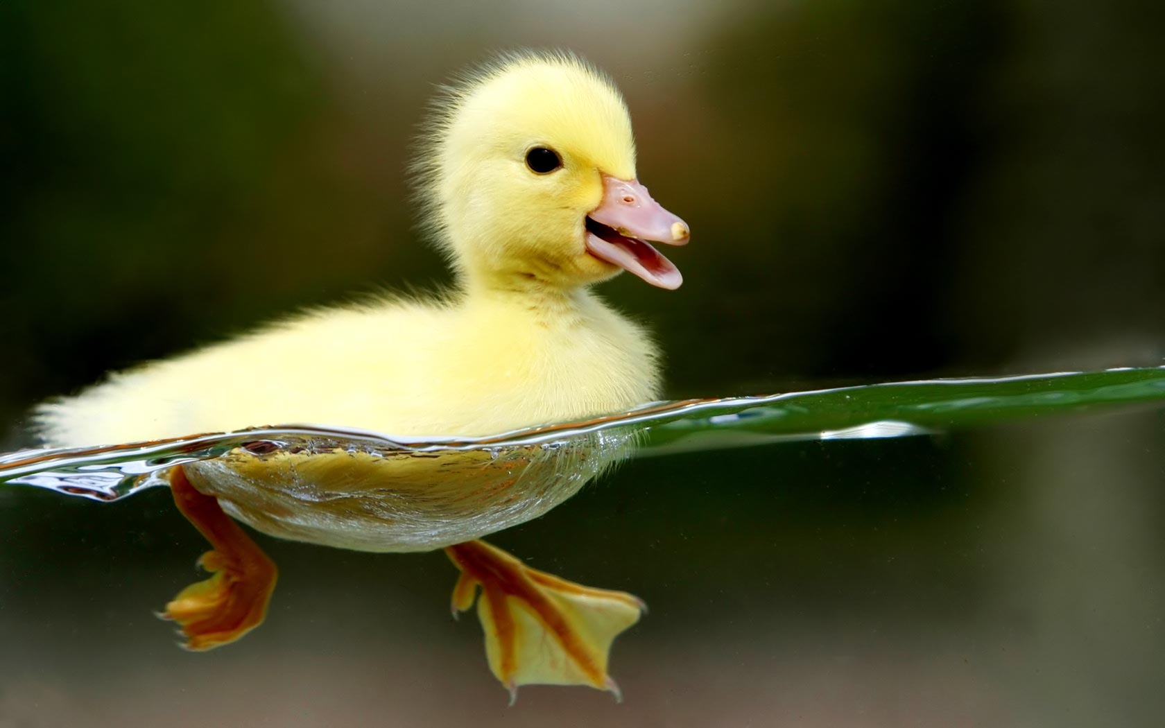 Free Widescreen Animals Duckling Desktop Wallpaper