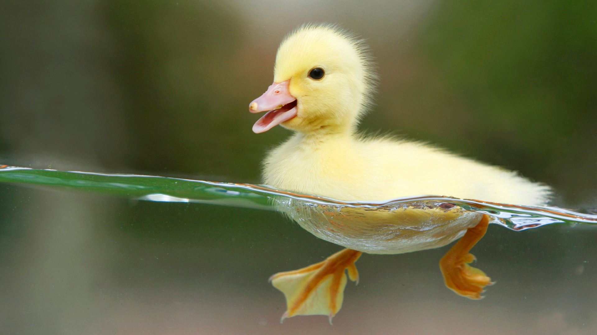 ... Ducks and Cute Ducklings ...