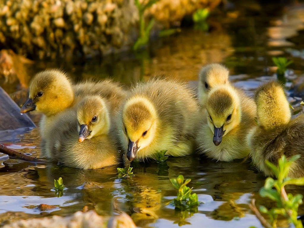 Ducklings cute