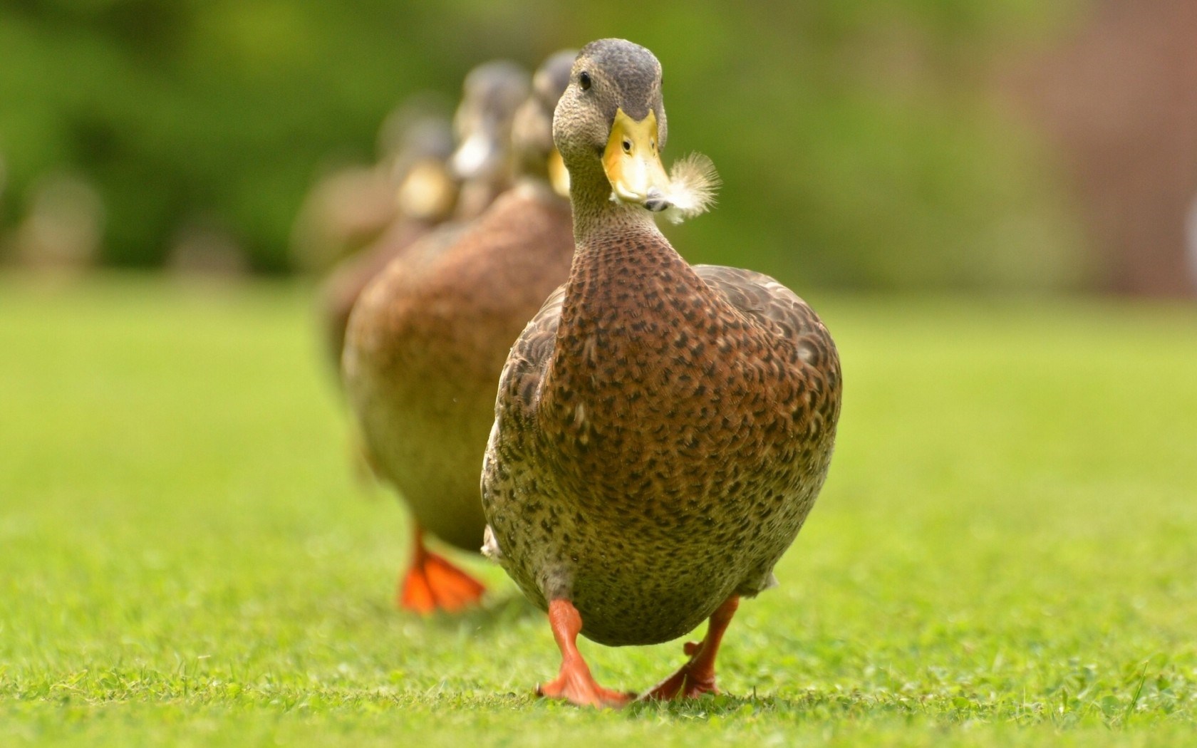Ducks Grass