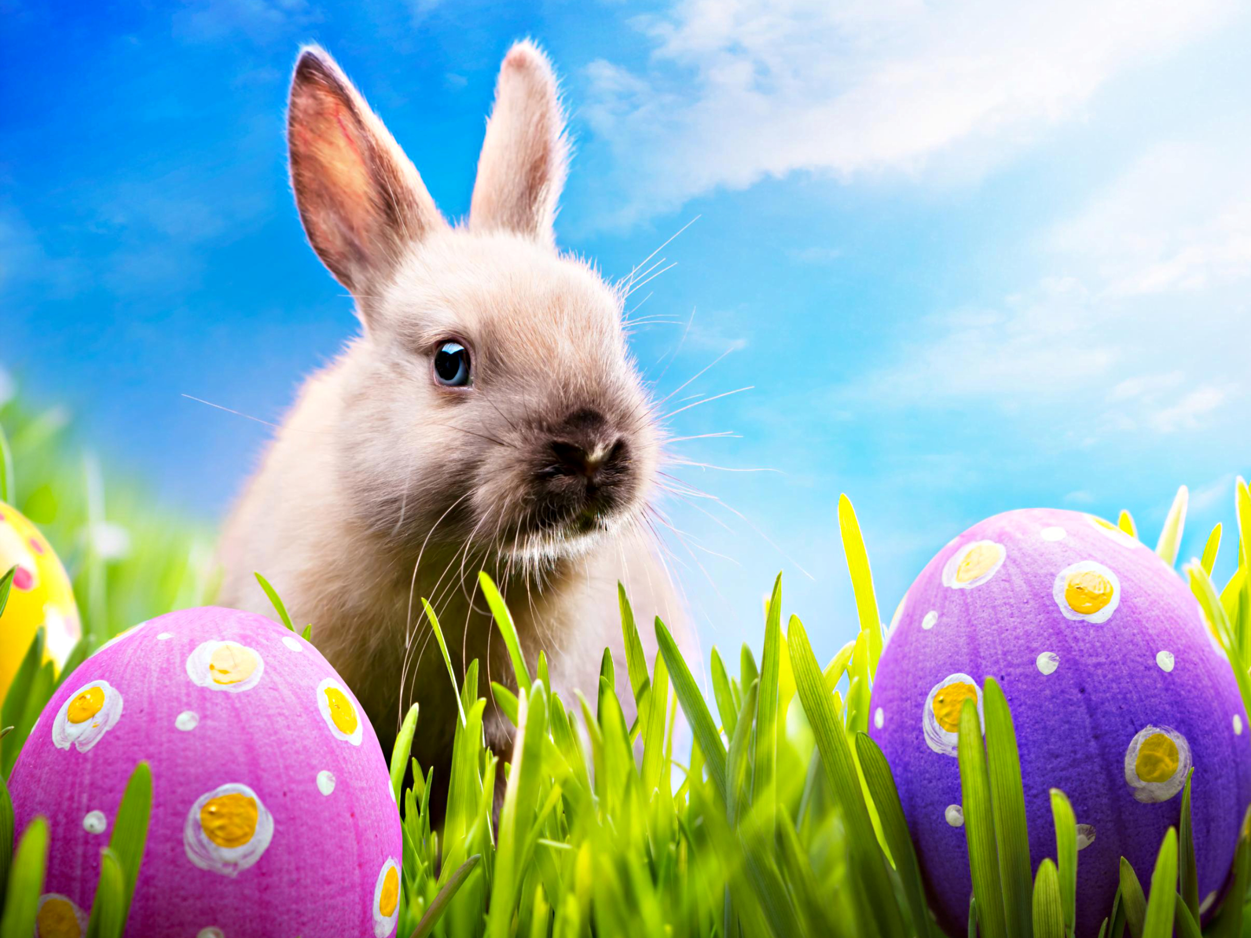 Happy-Easter-happy-easter-all-my-fans-30389589-