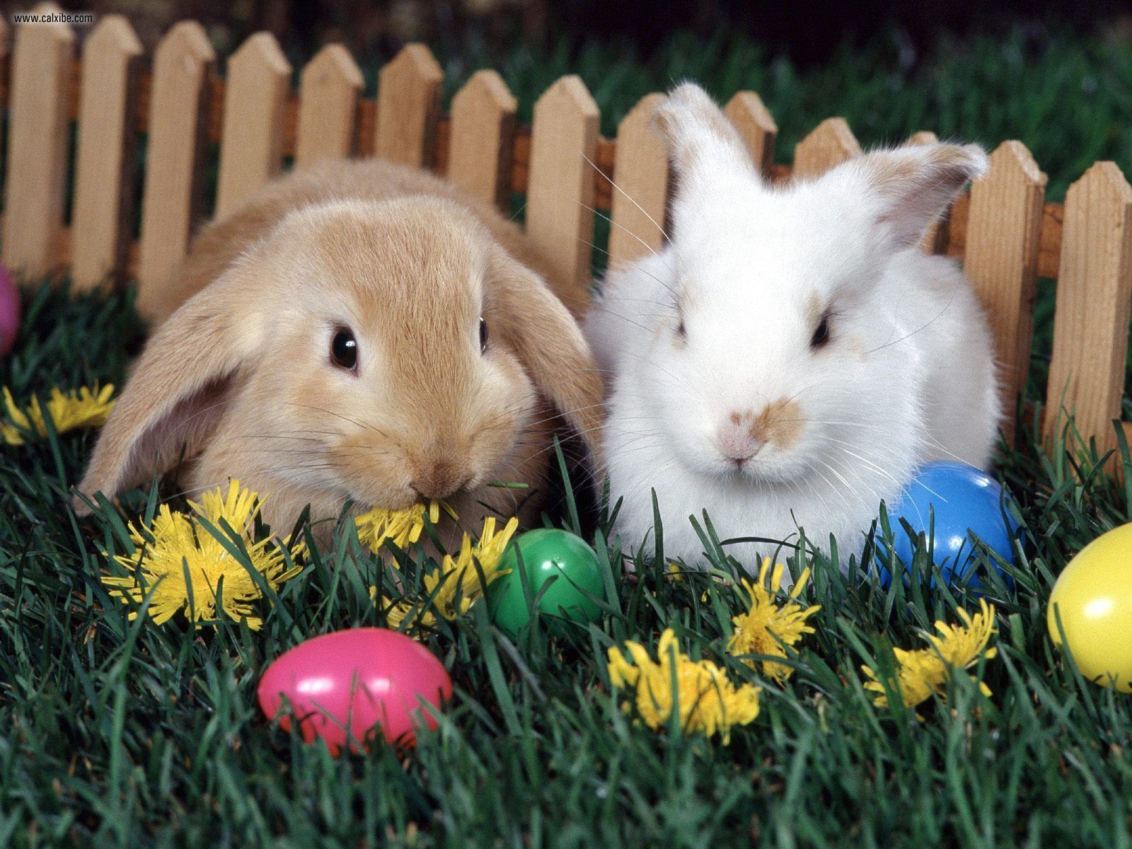 Easter-Rabbit-
