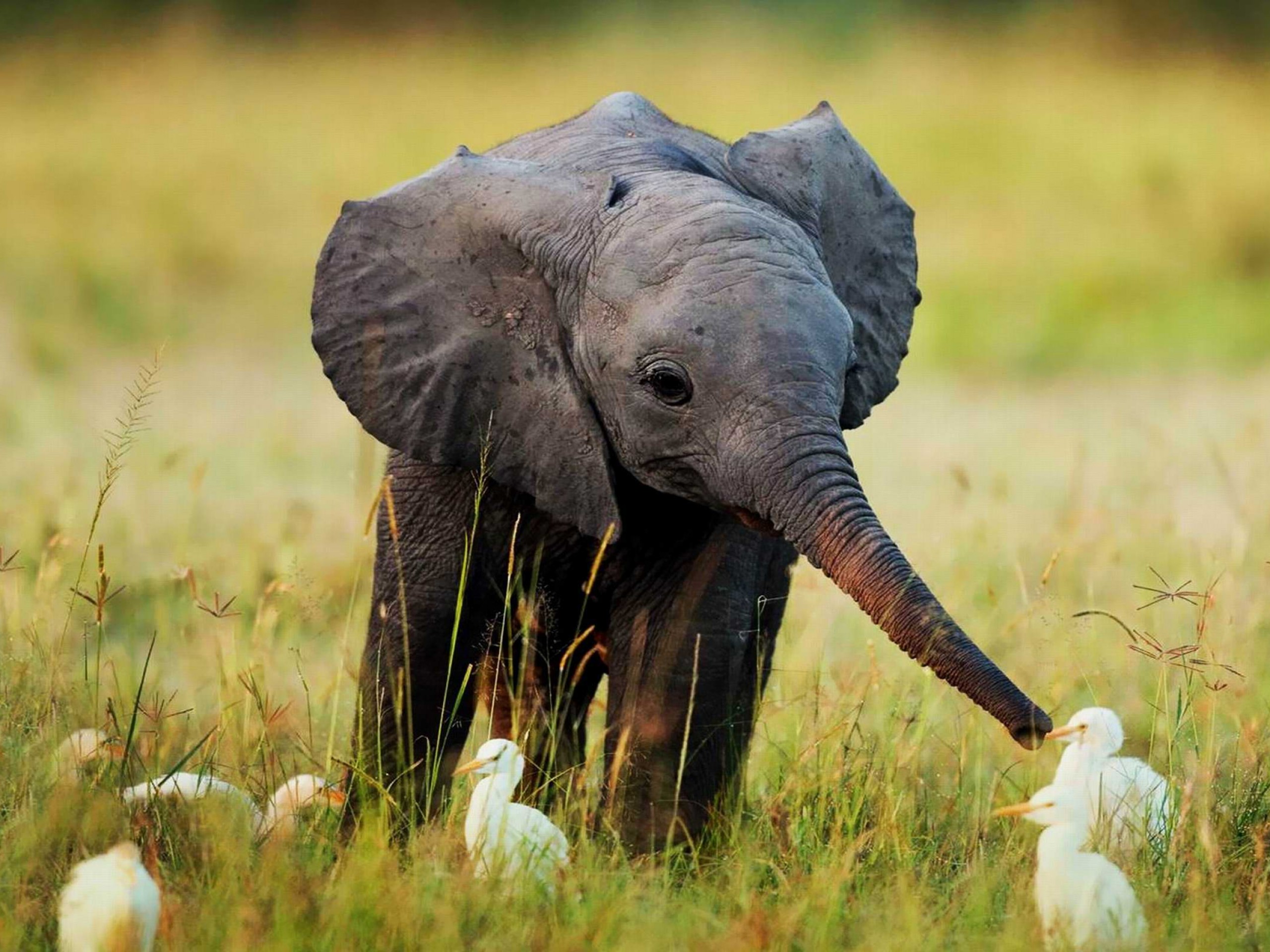Elephant Baby Elephant