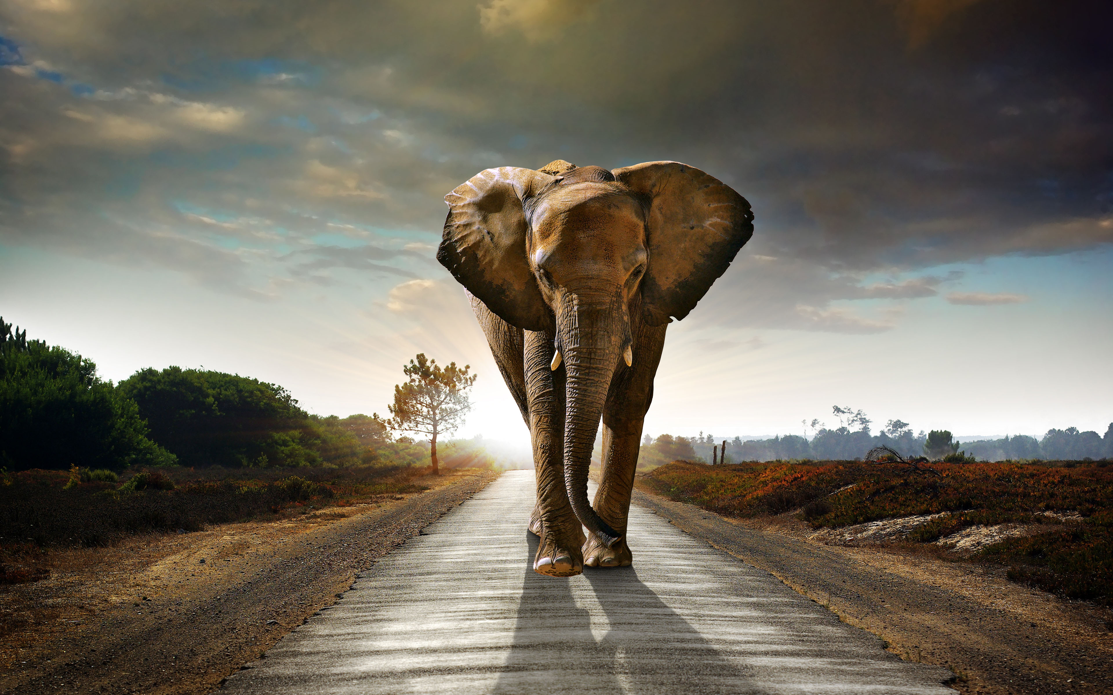 African Elephant Wallpaper Free Download