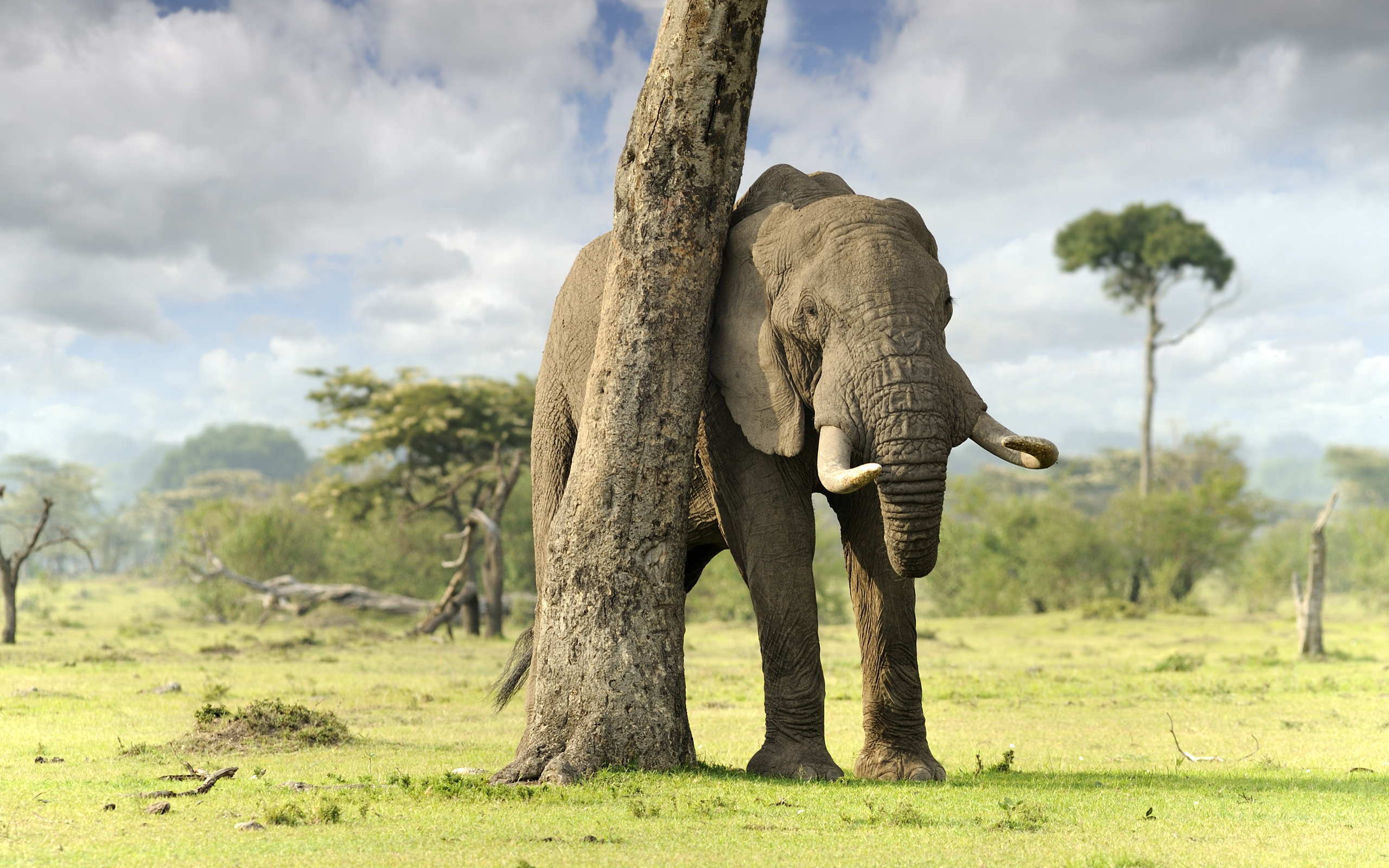 HD Wallpaper | Background ID:351429. 2560x1600 Animal Elephant