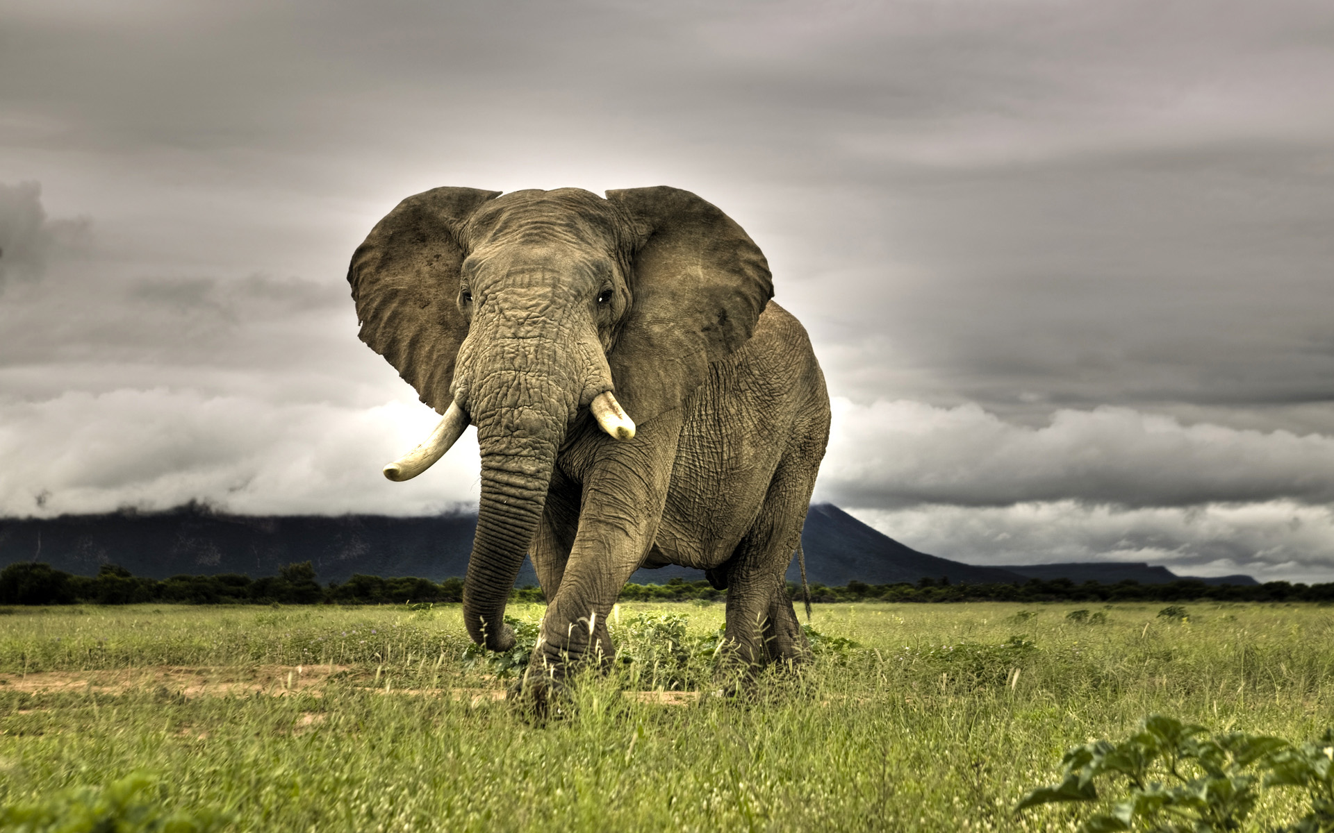 African Elephant Walking on Savanna