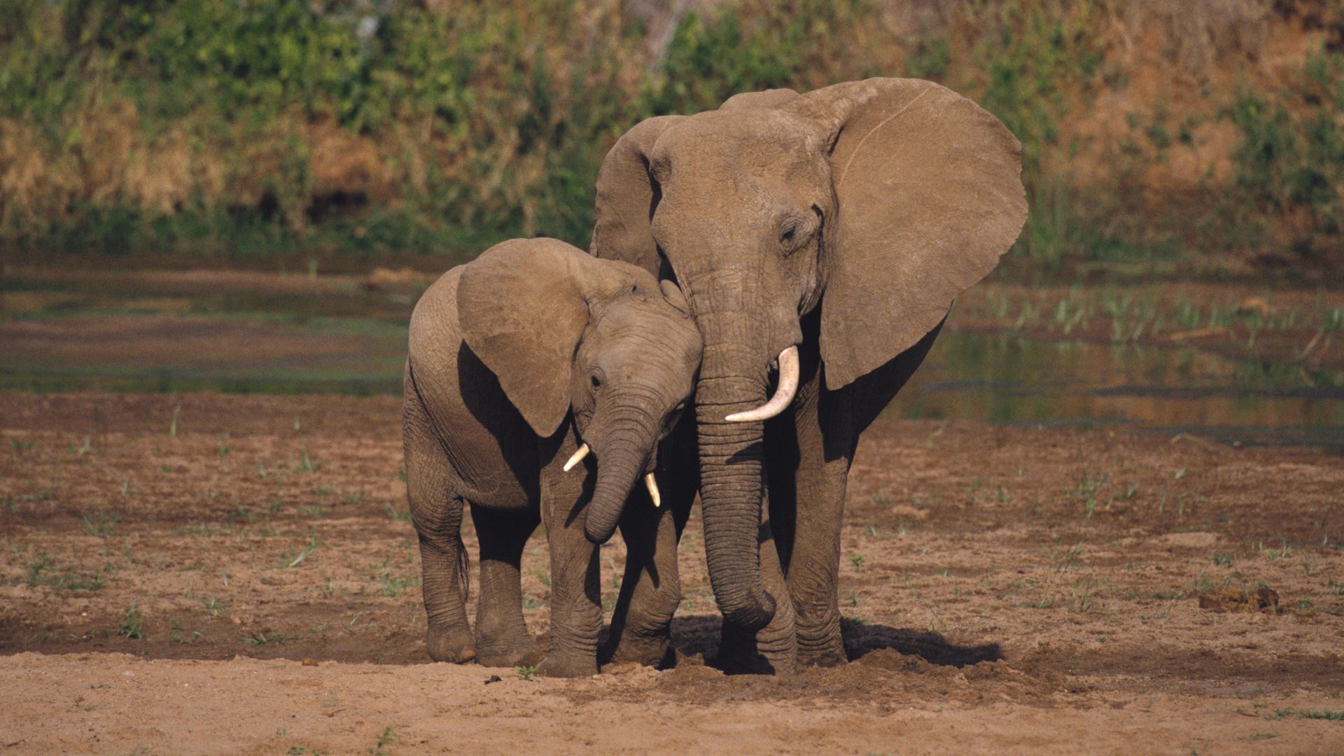 Elephant With Baby