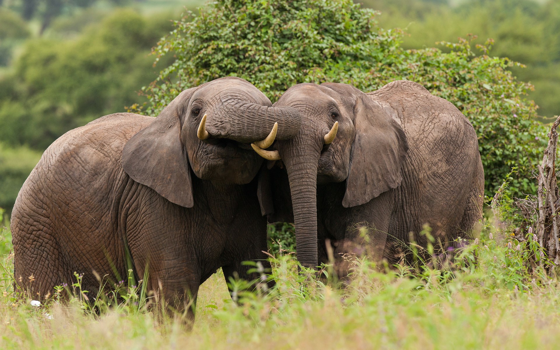 Elephants Nature