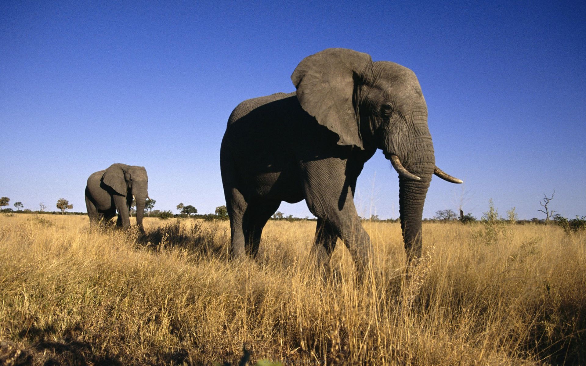 animals elephants nature