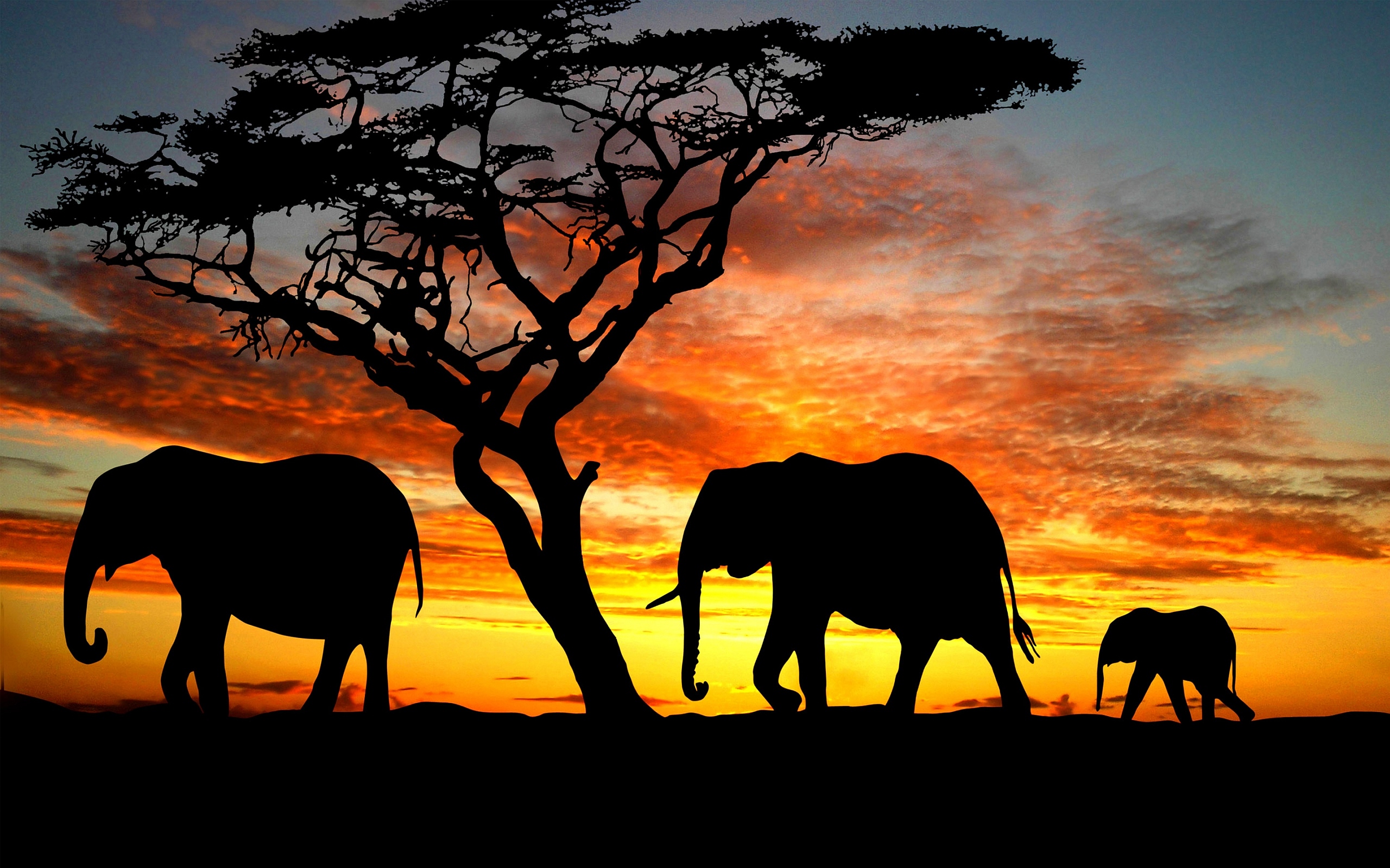 Elephants Silhouette