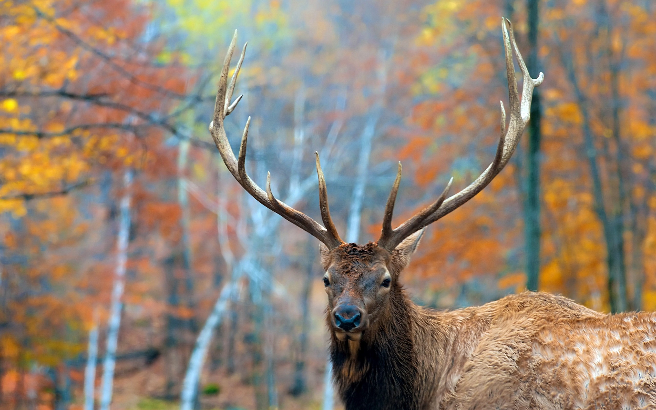 HD Wallpaper | Background ID:345270. 2560x1600 Animal Elk