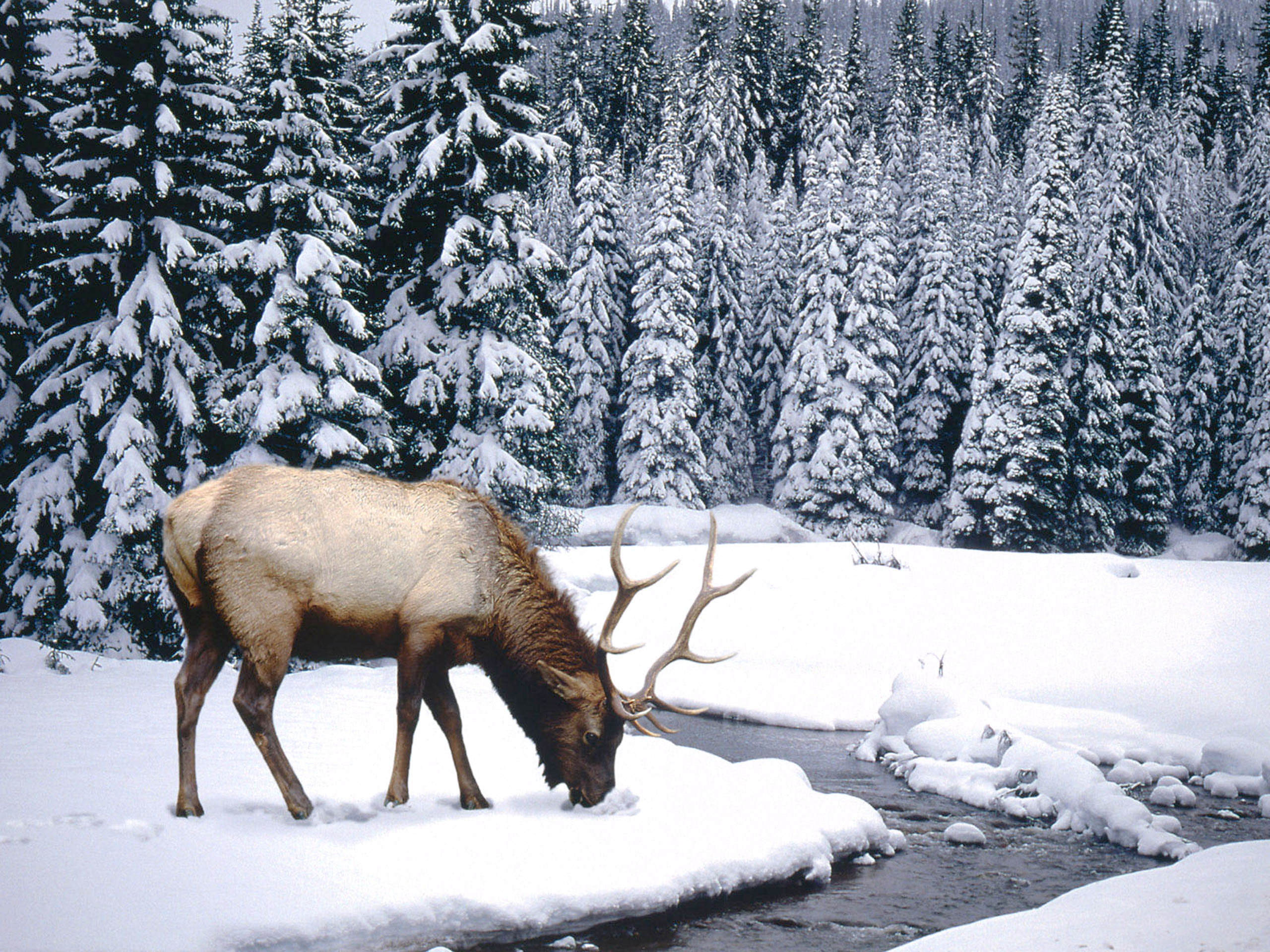 HD Wallpaper | Background ID:431891. 2560x1920 Animal Elk