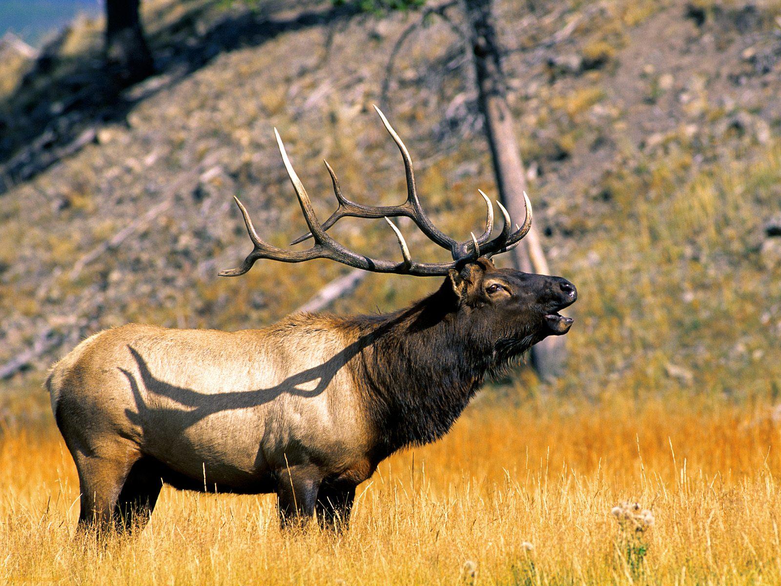 Elk 39372
