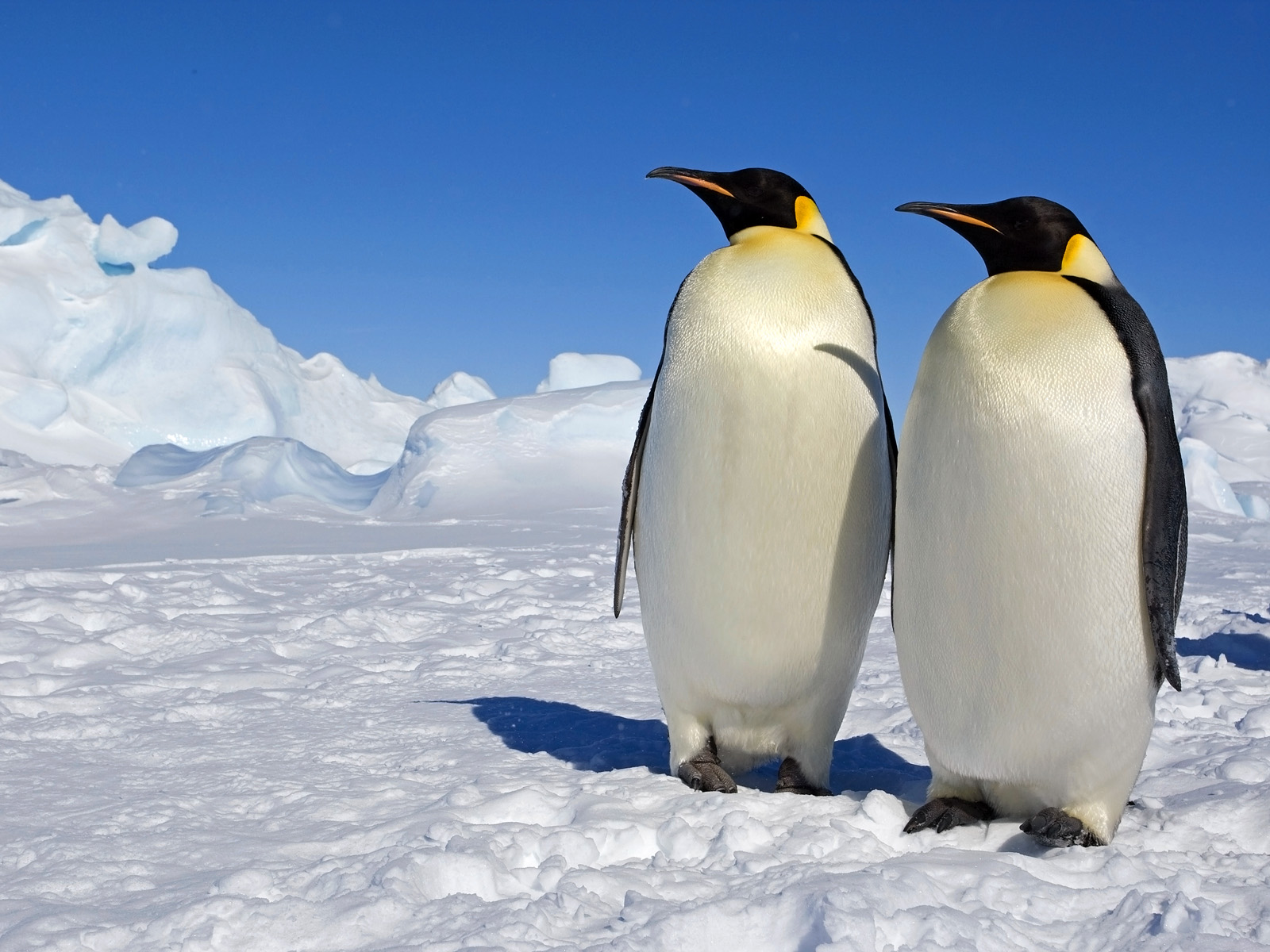 Emperor Penguins, Weddell Sea, Antarctica