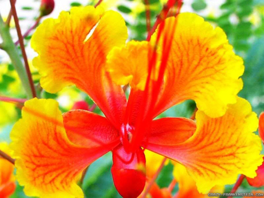 Exotic Flowers Images 8 HD Wallpapers