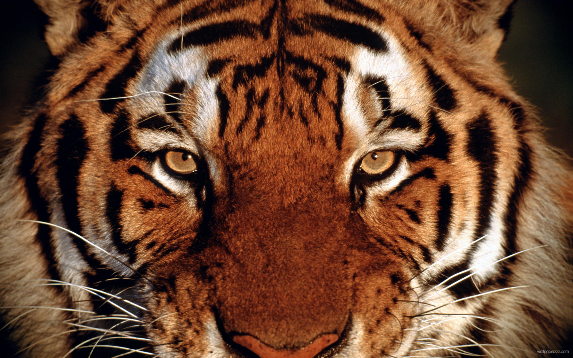 Face Tiger