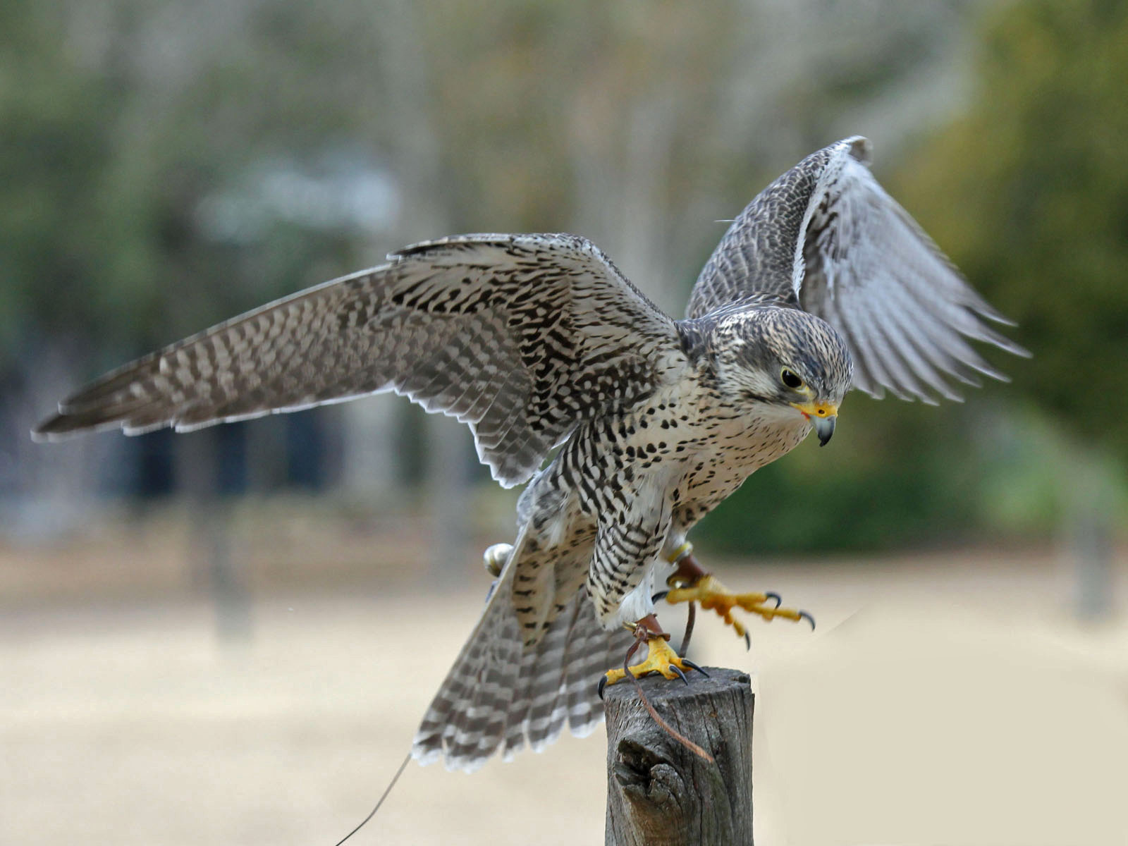 Prairie falcon - gyrfalcon hybrid at Avian Conservation Center, near Charleston, South Carolina, USA
