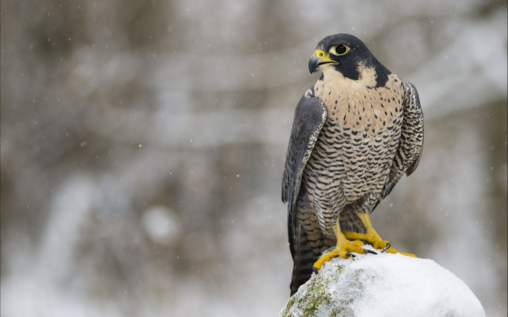 Falcon Bird Predator Look Winter Snow