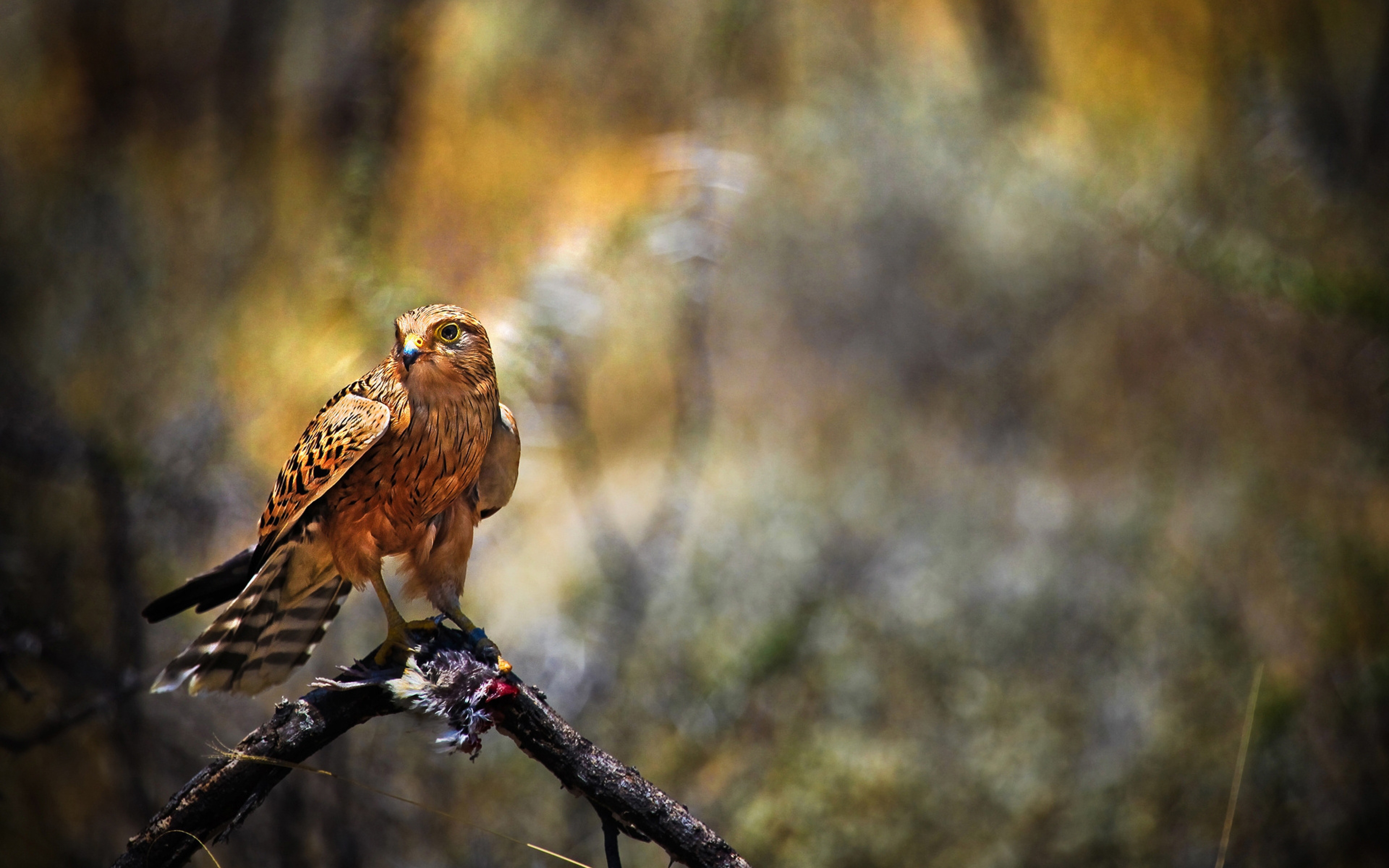 Falcon Hawk Bird Predator
