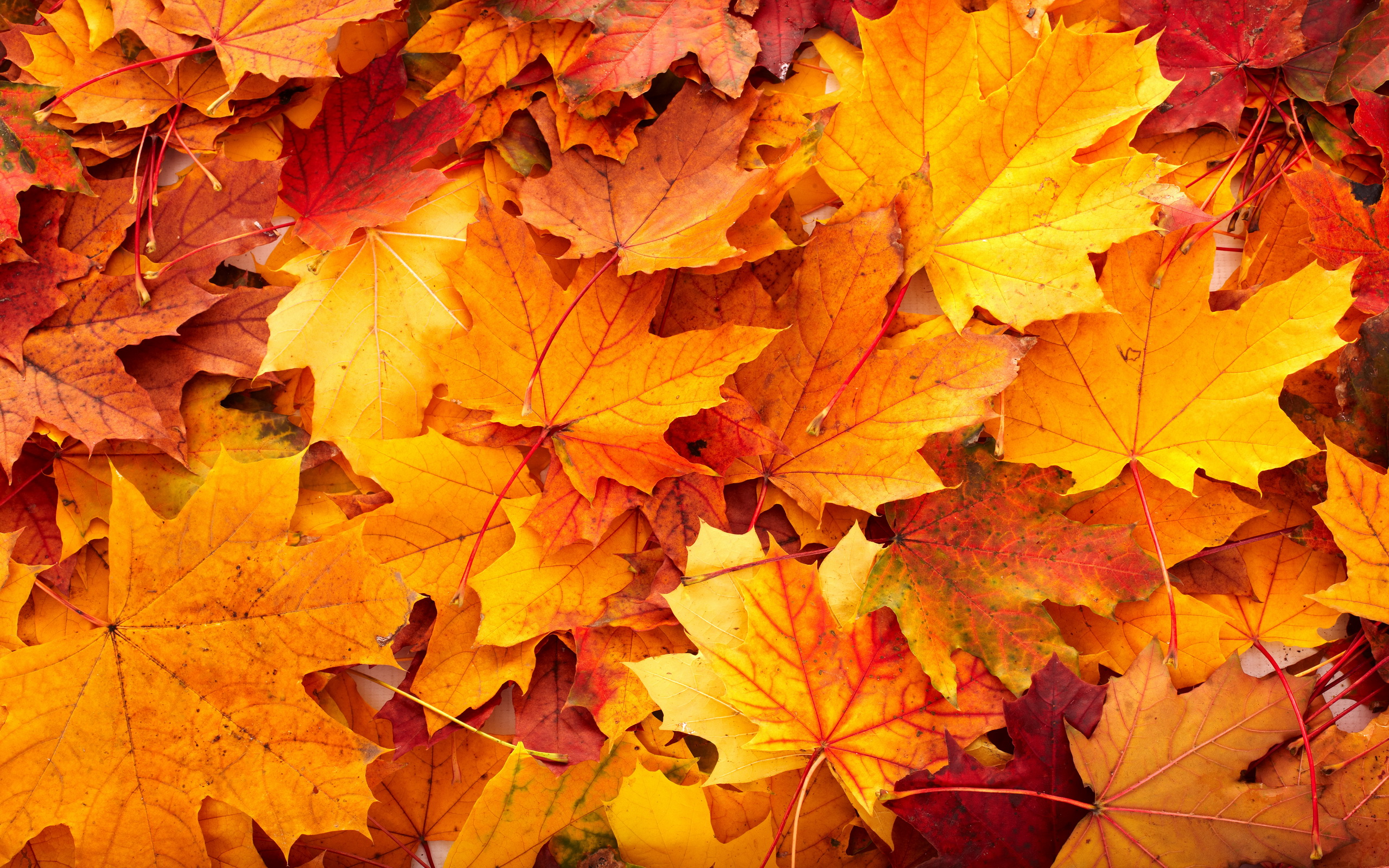 Fall-Leaves-Background
