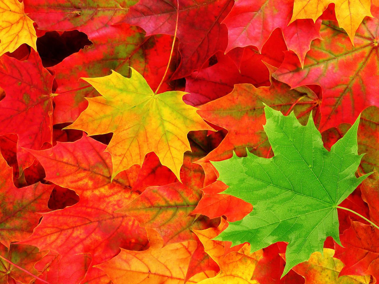 Best Fall Leaves Macro Wallpaper HD