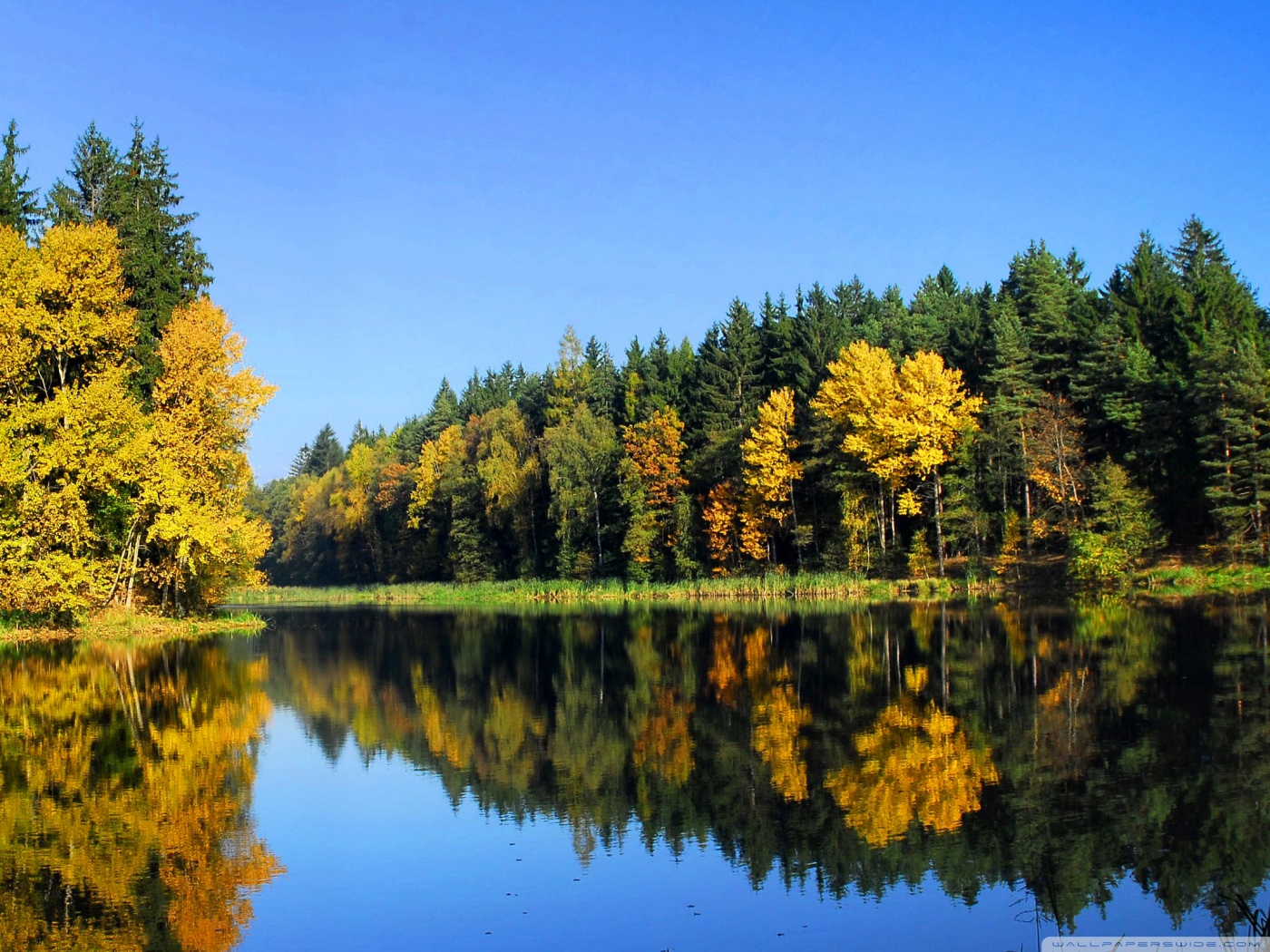 Fall Trees Reflection