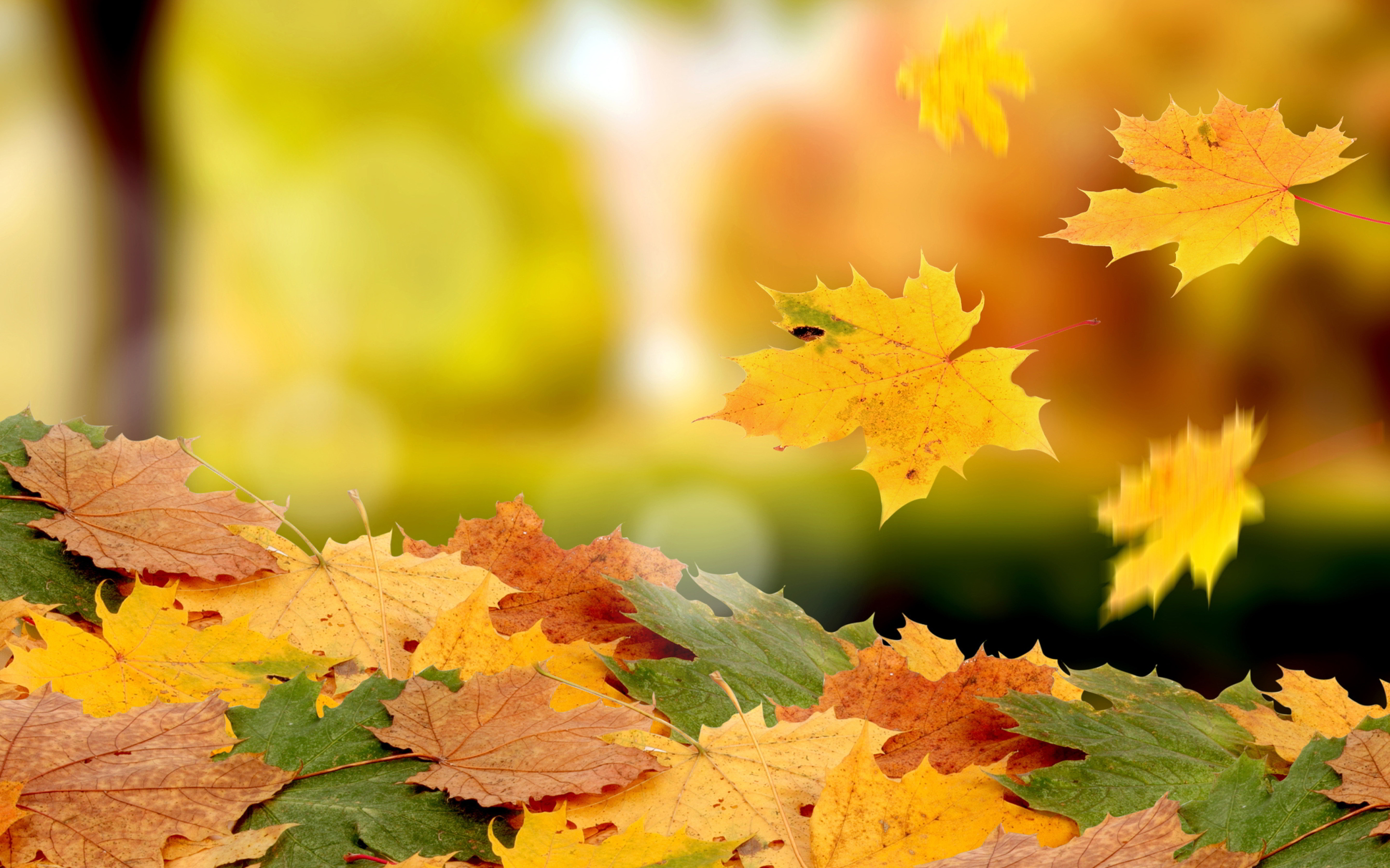 falling-leaves-wallpaper-2880x1800-29988