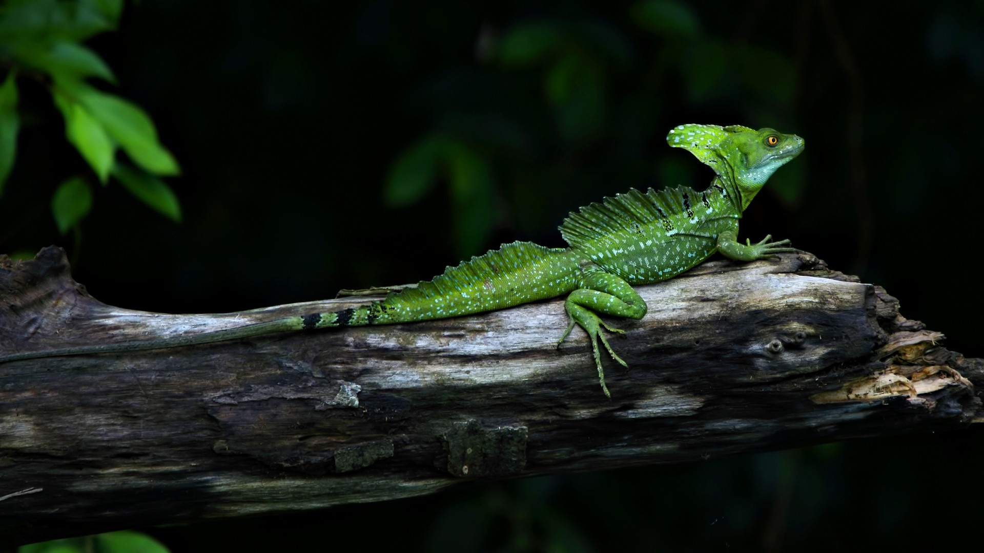 Download the following Fantastic Lizard Wallpaper 4280 by clicking the button positioned underneath the "Download Wallpaper" section.
