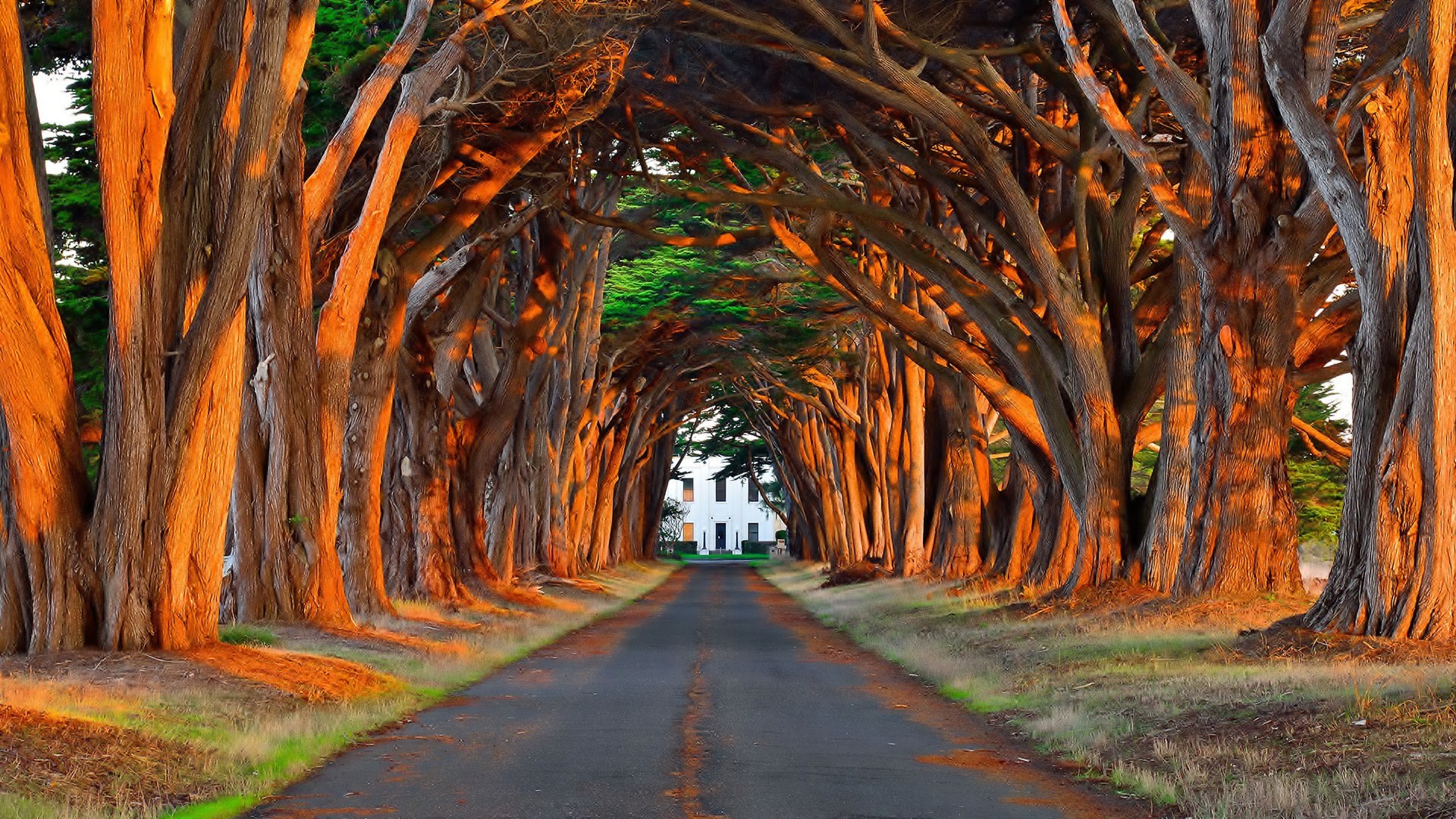 Fantastic Tree Lined Driveway HD Desktop Background wallpaper
