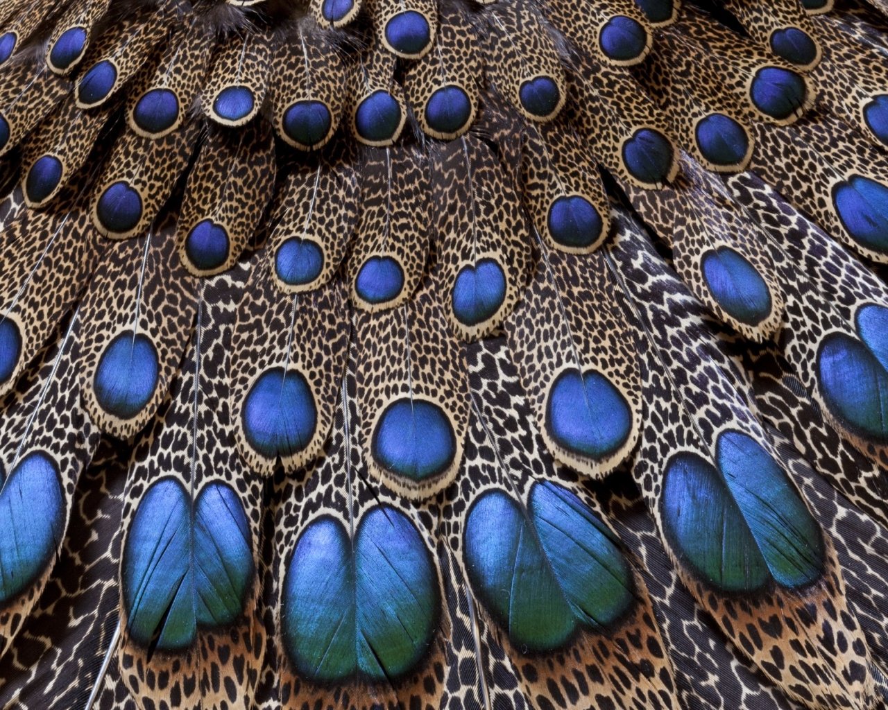 peacock feather top hd wide wallpaper