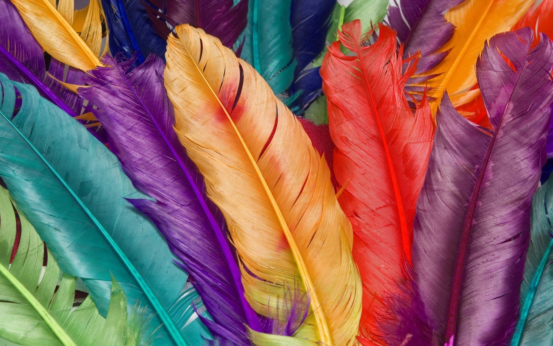 Colorful Feathers Wallpaper