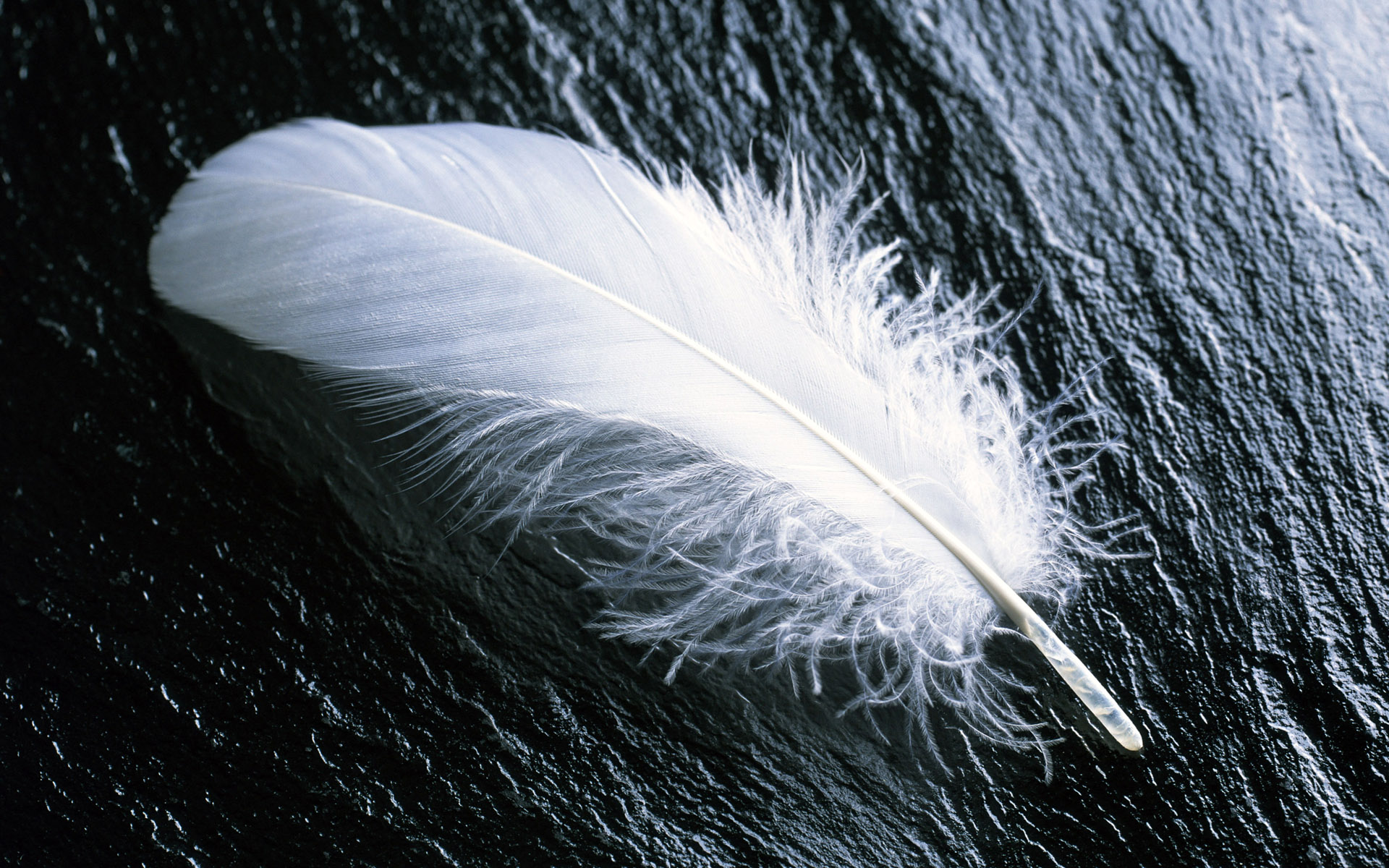 White Feather White Feather 351