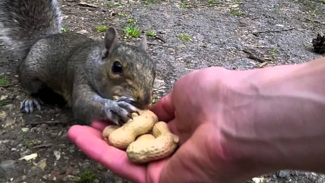 Hand Feeding Squirrels (Climbing all over me!)
