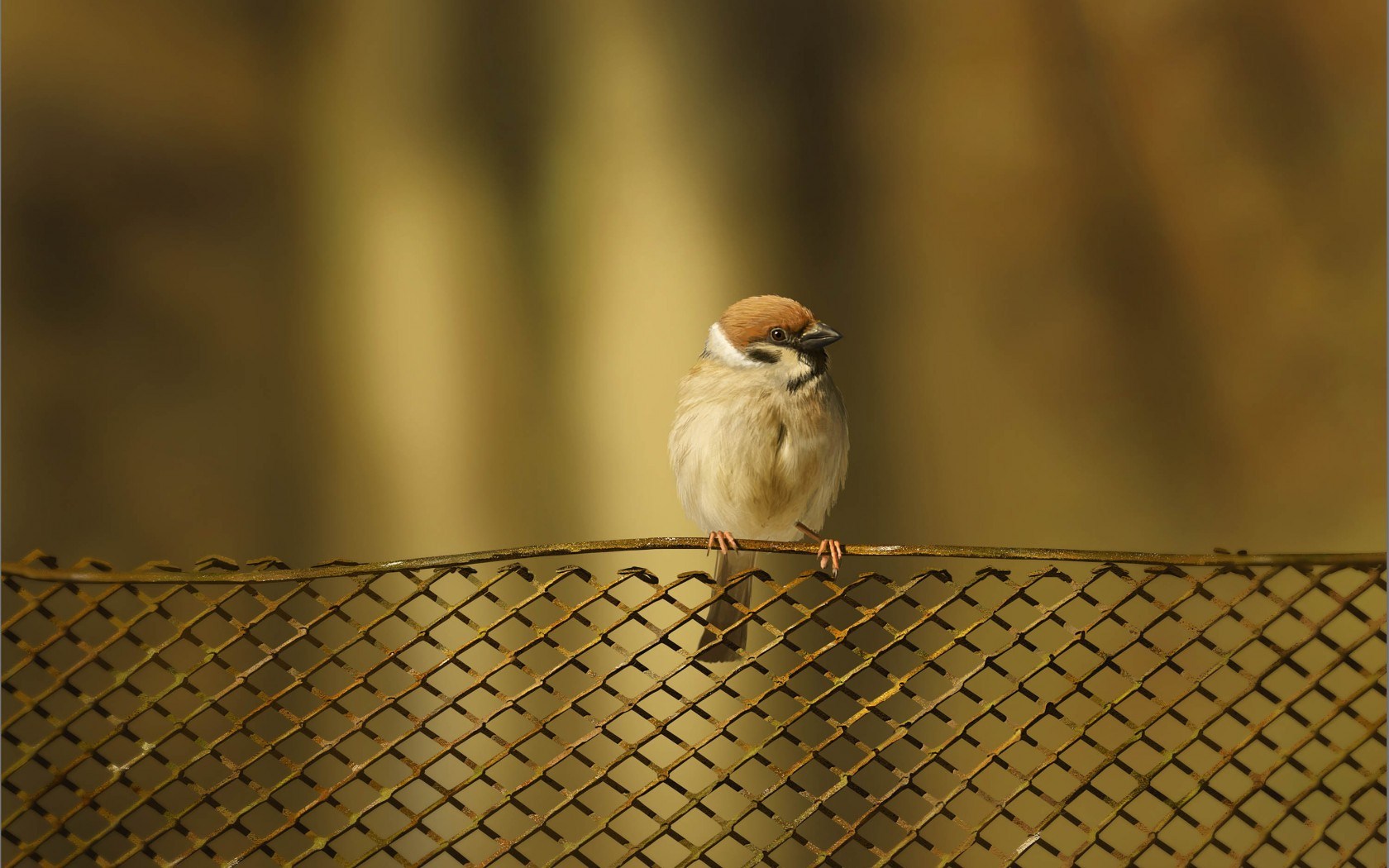 Fence Bird Sparrow