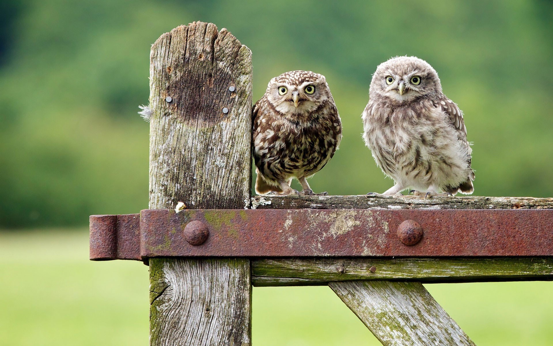 Fence Birds Owls