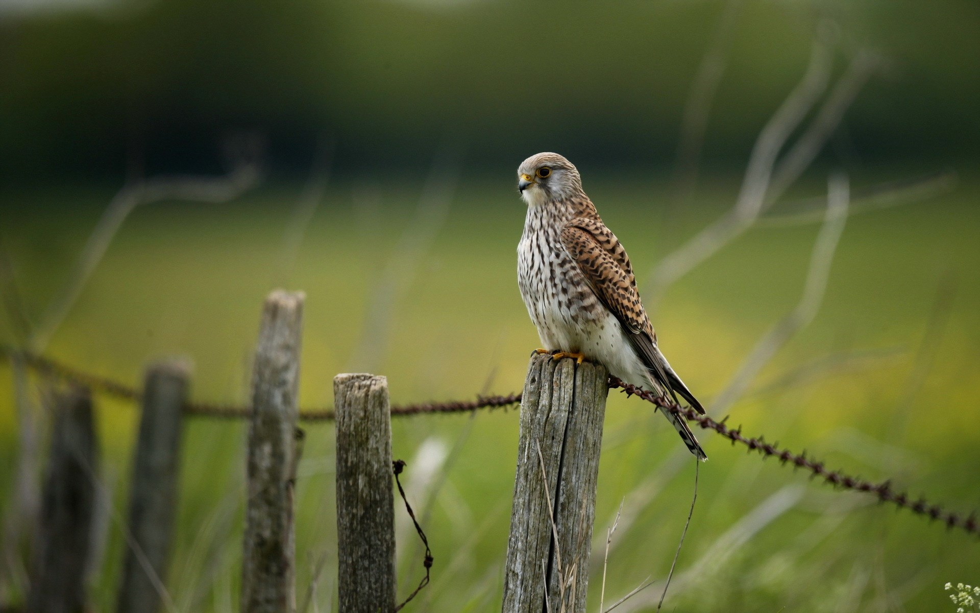 Falcon Bird Fence Nature