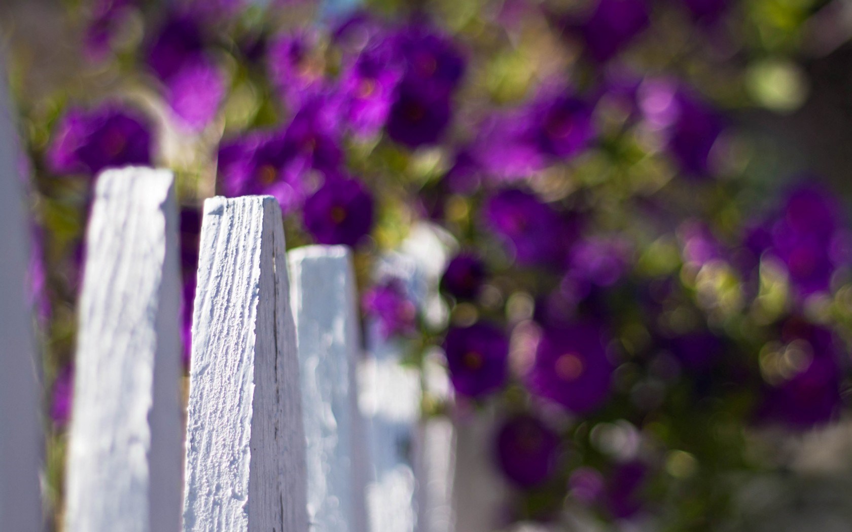 Fence White Flowers Purple Blur